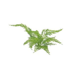 小草丛蕨类植物免抠素材