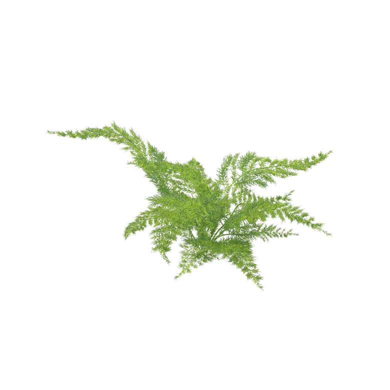 小草丛蕨类植物免抠素材