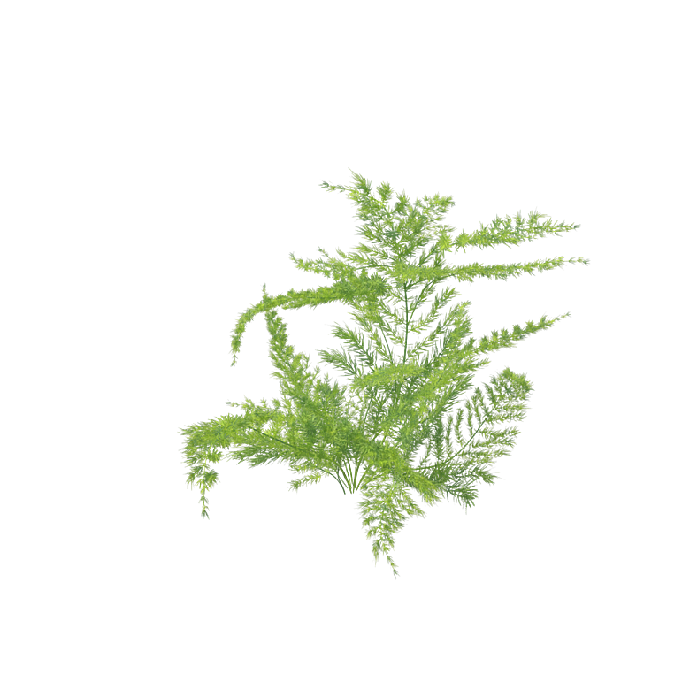 小草丛蕨类植物免抠素材