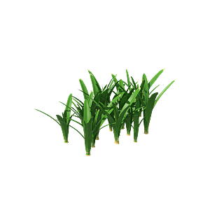 小草丛蕨类植物免抠素材