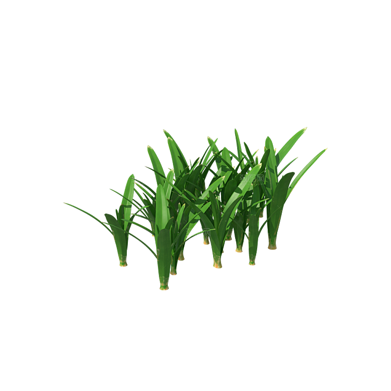 小草丛蕨类植物免抠素材