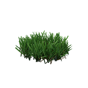 小草丛蕨类植物免抠素材