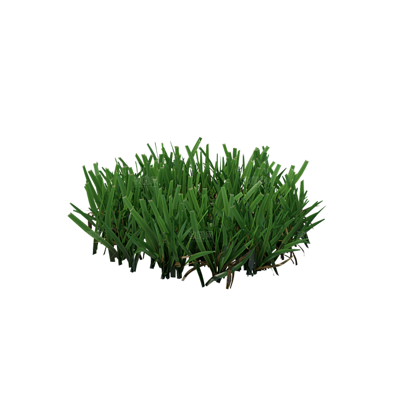 小草丛蕨类植物免抠素材