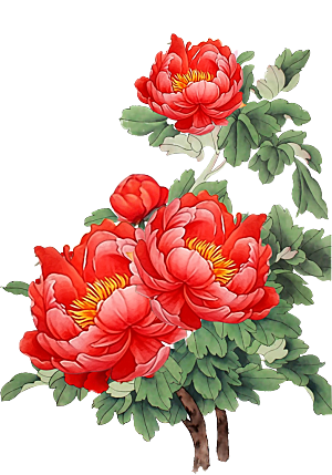 红色的牡丹插画作品