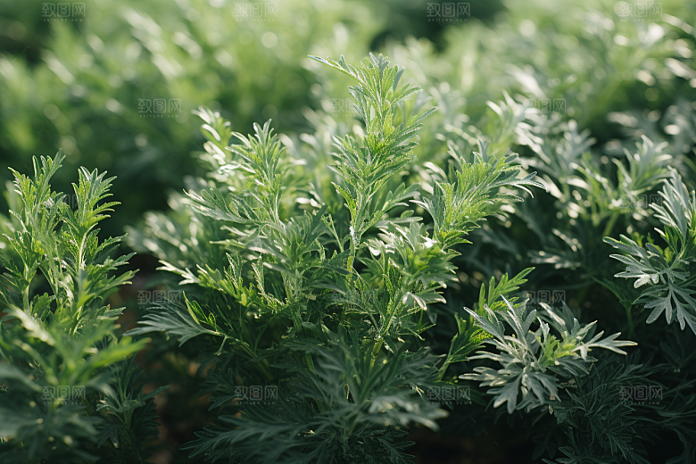 艾草美食蒿草摄影图