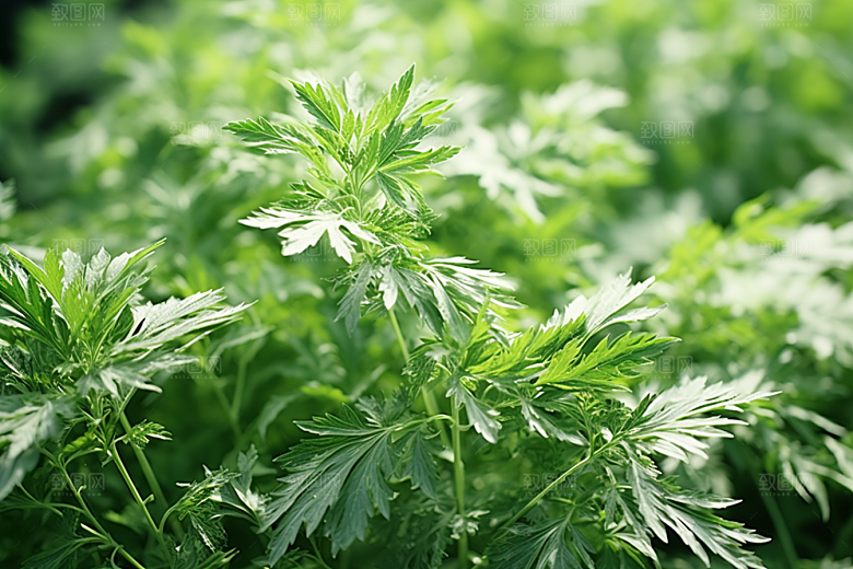 艾草中式糕点美食摄影图
