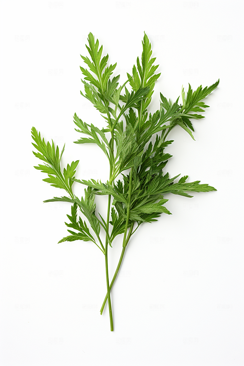 艾草艾叶蒿草摄影图