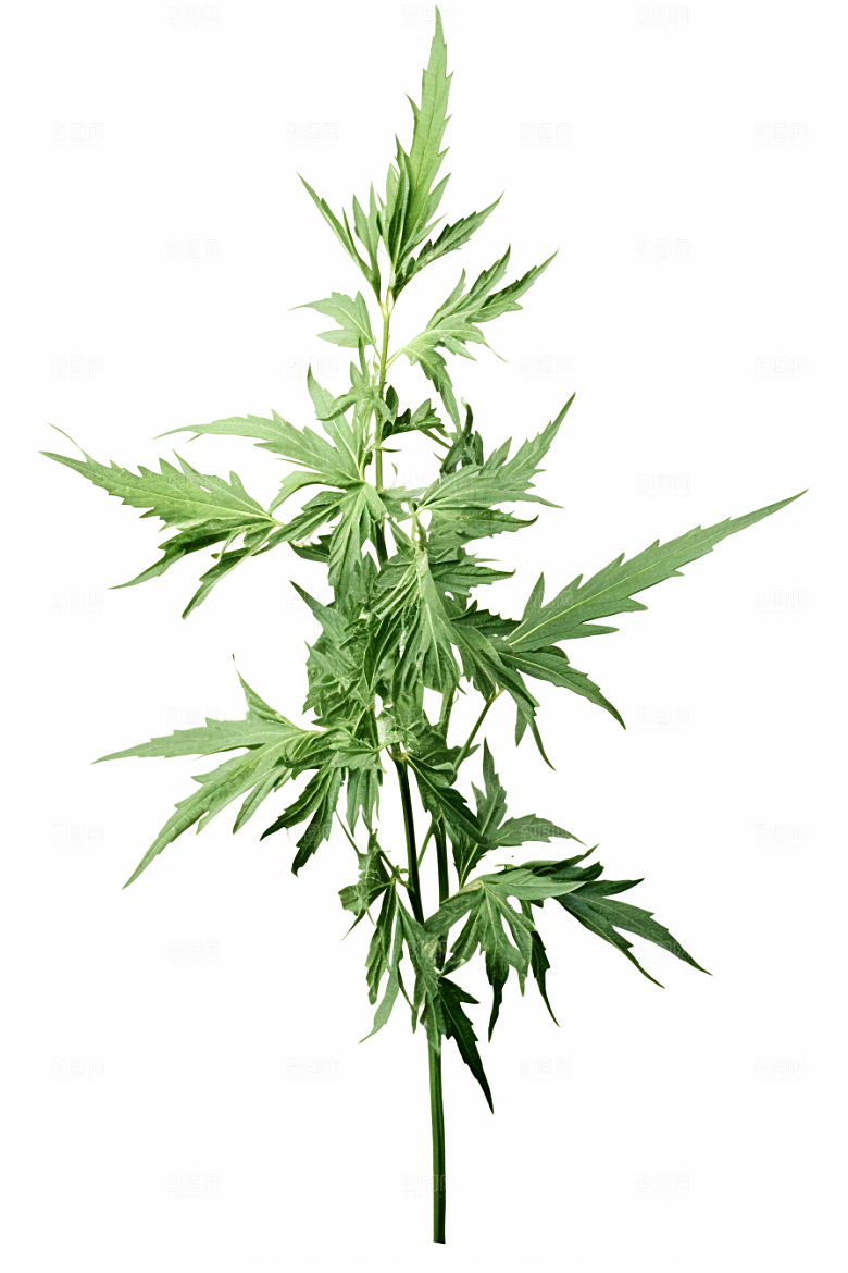 艾草蒿草中式糕点摄影图