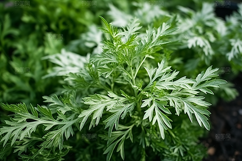 艾草蒿草美食摄影图
