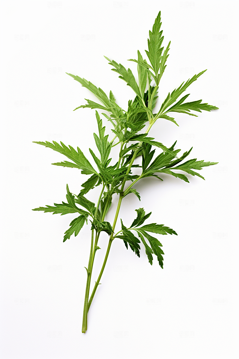艾草清明艾叶摄影图