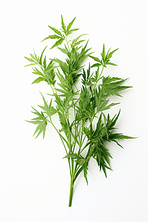 艾草高清蒿草摄影图