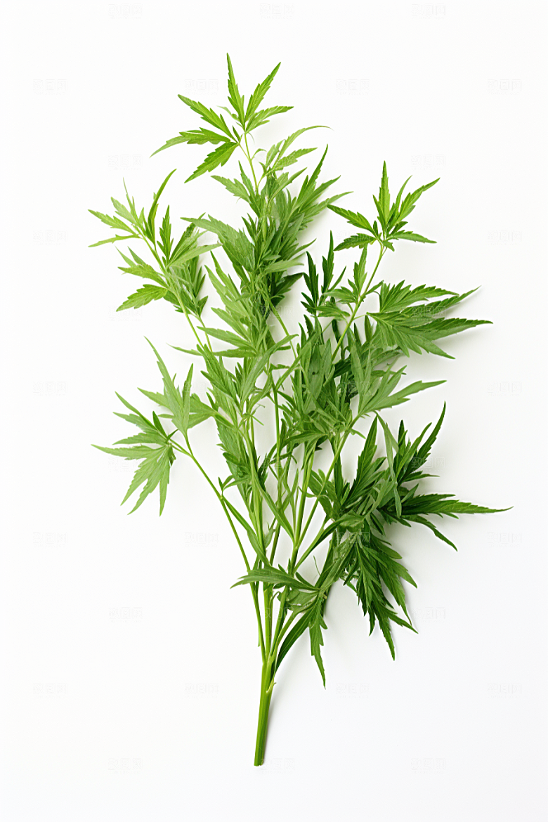 艾草高清蒿草摄影图