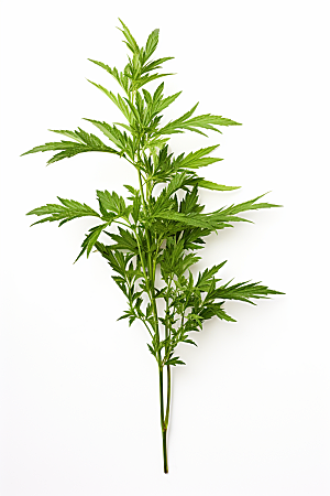 艾草青团蒿草摄影图