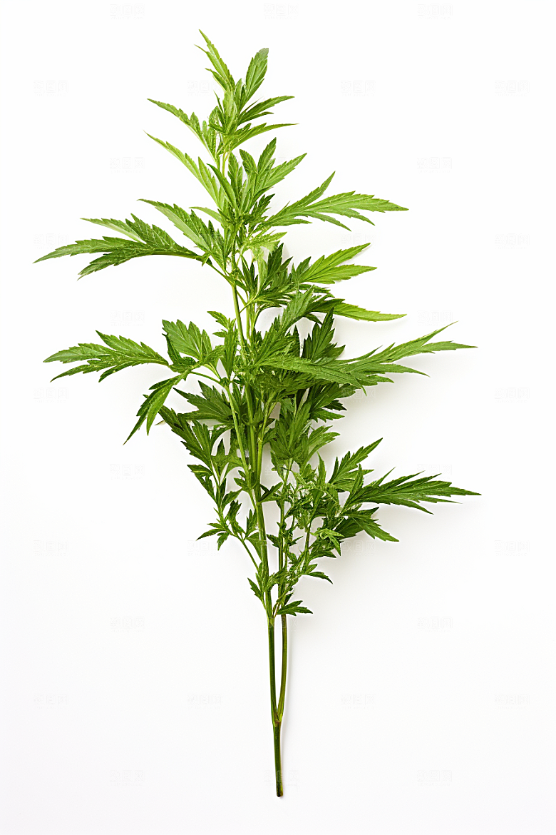 艾草青团蒿草摄影图