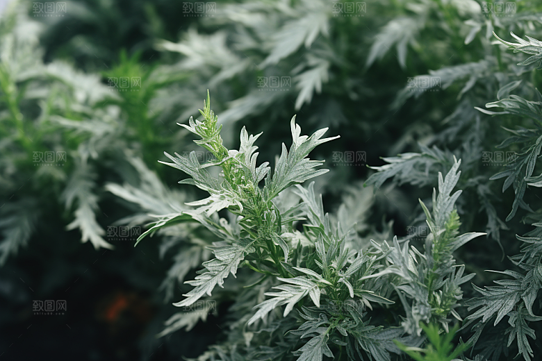 艾草青团美食摄影图