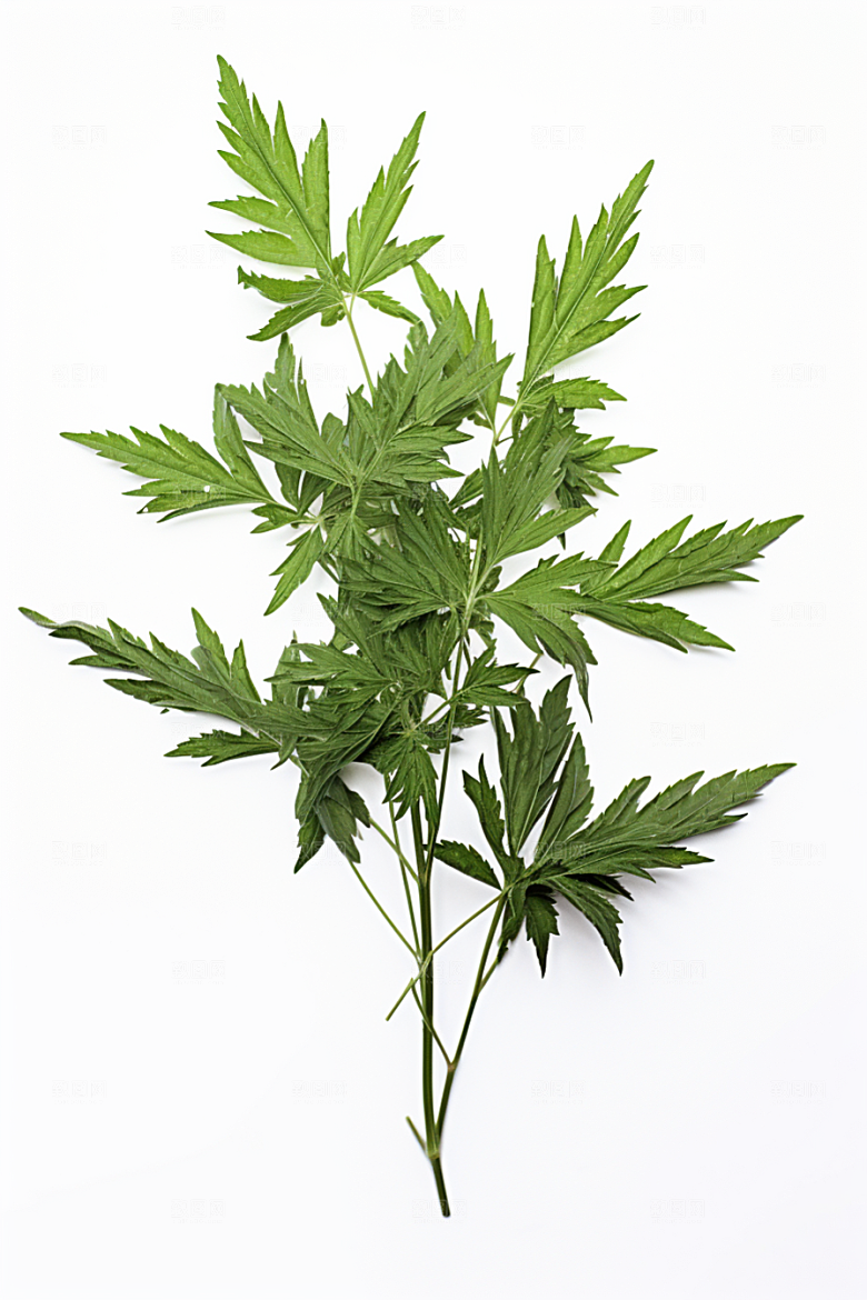 艾草清明蒿草摄影图