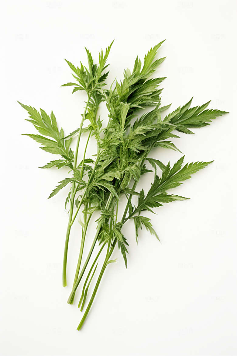 艾草艾叶高清摄影图