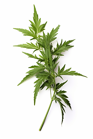 艾草中式糕点糯叽叽摄影图