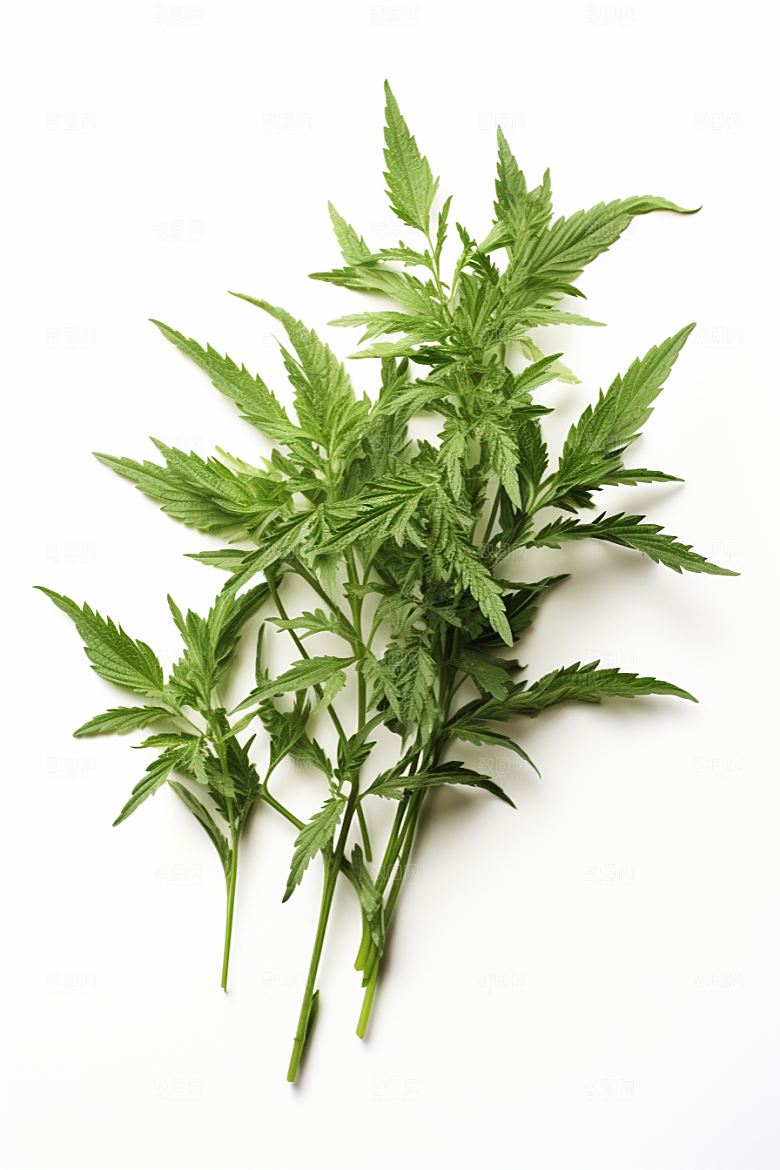 艾草艾叶清明摄影图