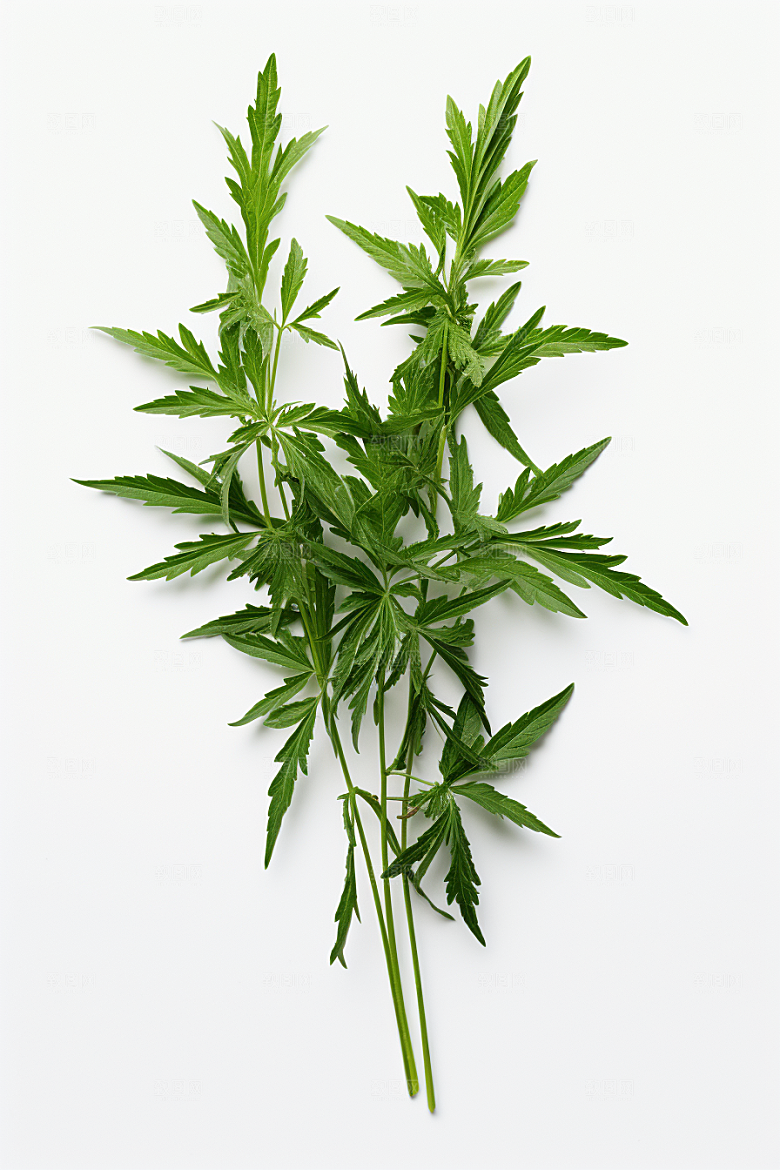 艾草清明艾叶摄影图
