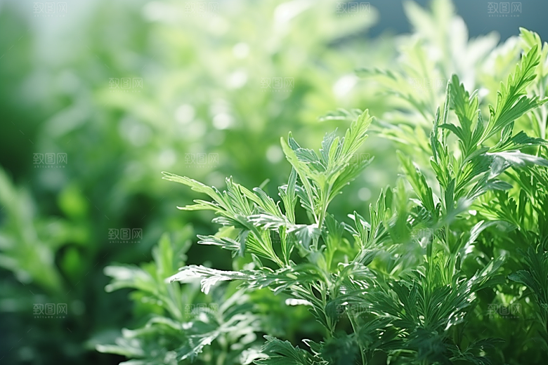 艾草美食传统文化摄影图
