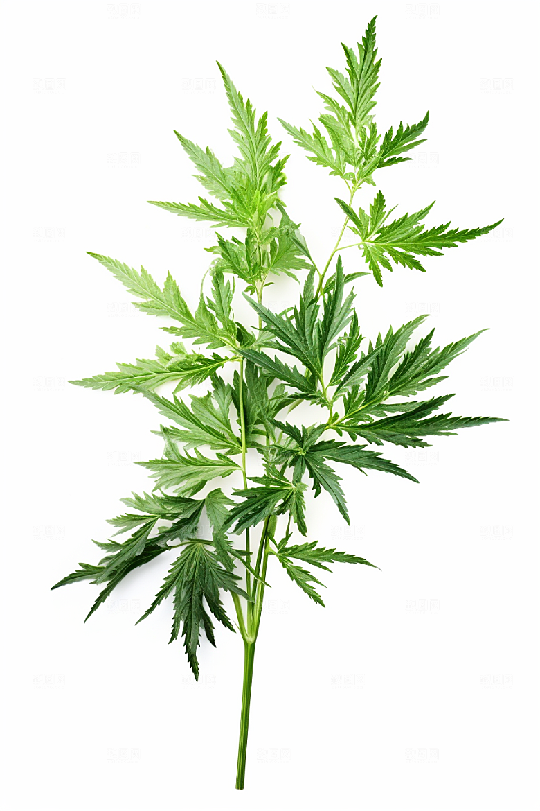 艾草清明蒿草摄影图