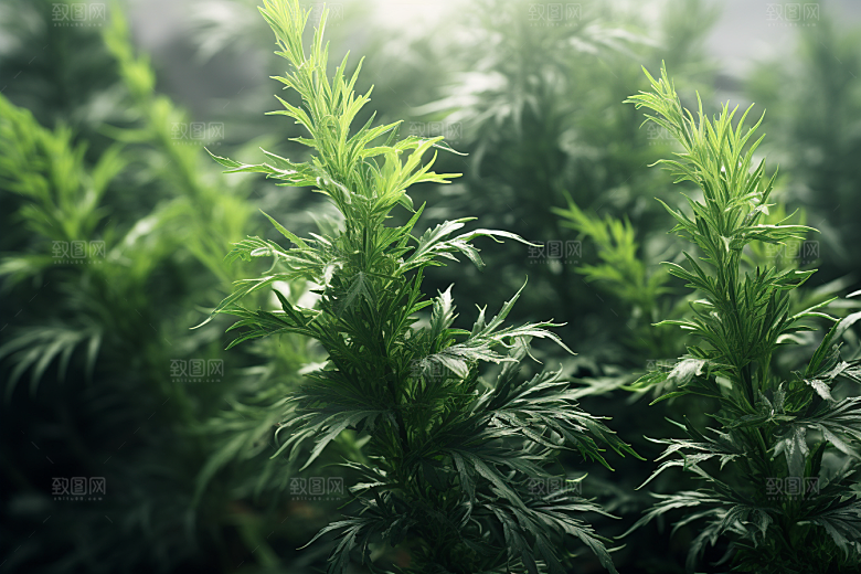 艾草青团清明摄影图