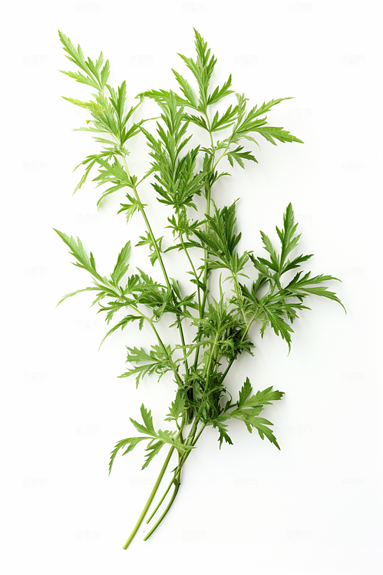 艾草清明蒿草摄影图