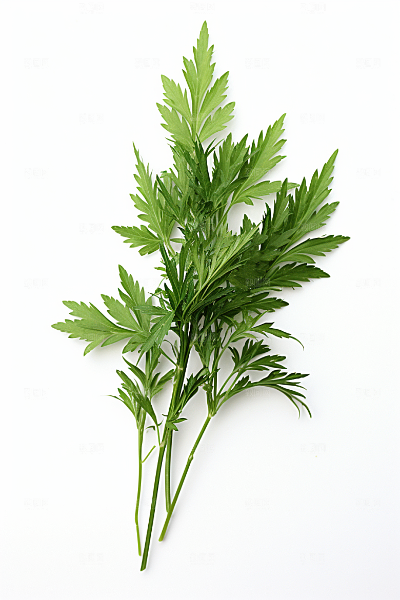 艾草高清蒿草摄影图