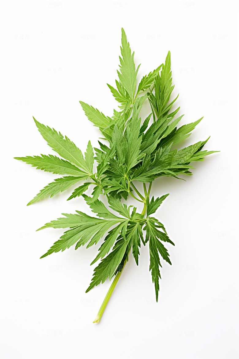 艾草蒿草美食摄影图