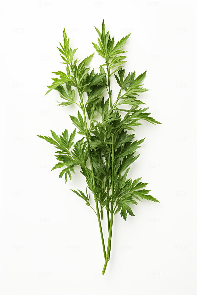 艾草蒿草艾叶摄影图