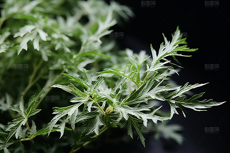 艾草青团高清摄影图