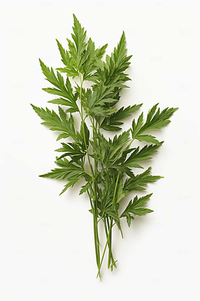 艾草艾叶蒿草摄影图