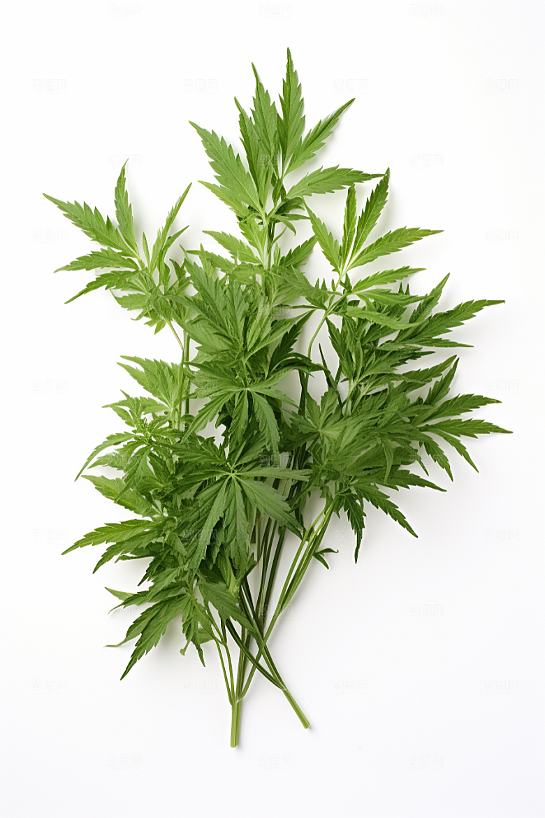 艾草糯叽叽清明摄影图