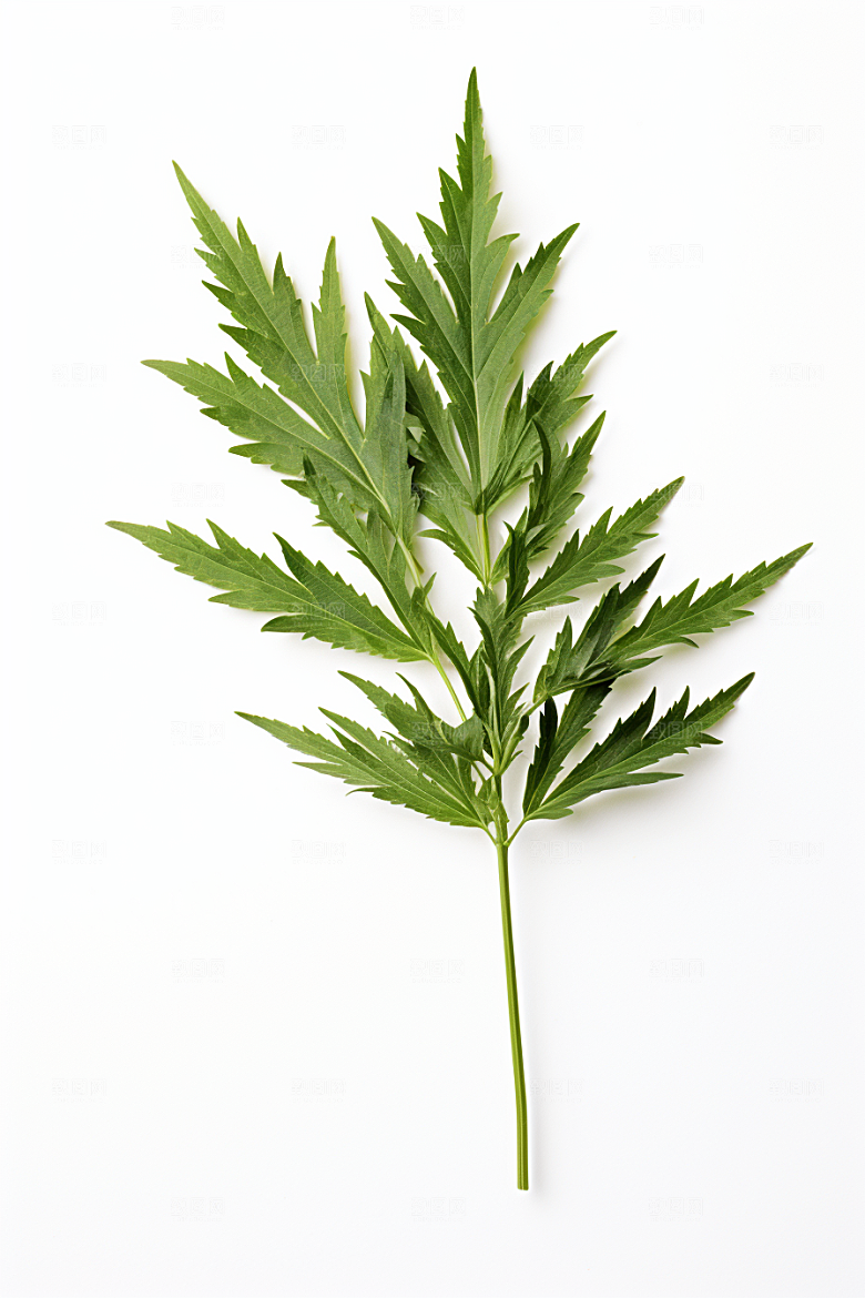 艾草传统文化糯叽叽摄影图