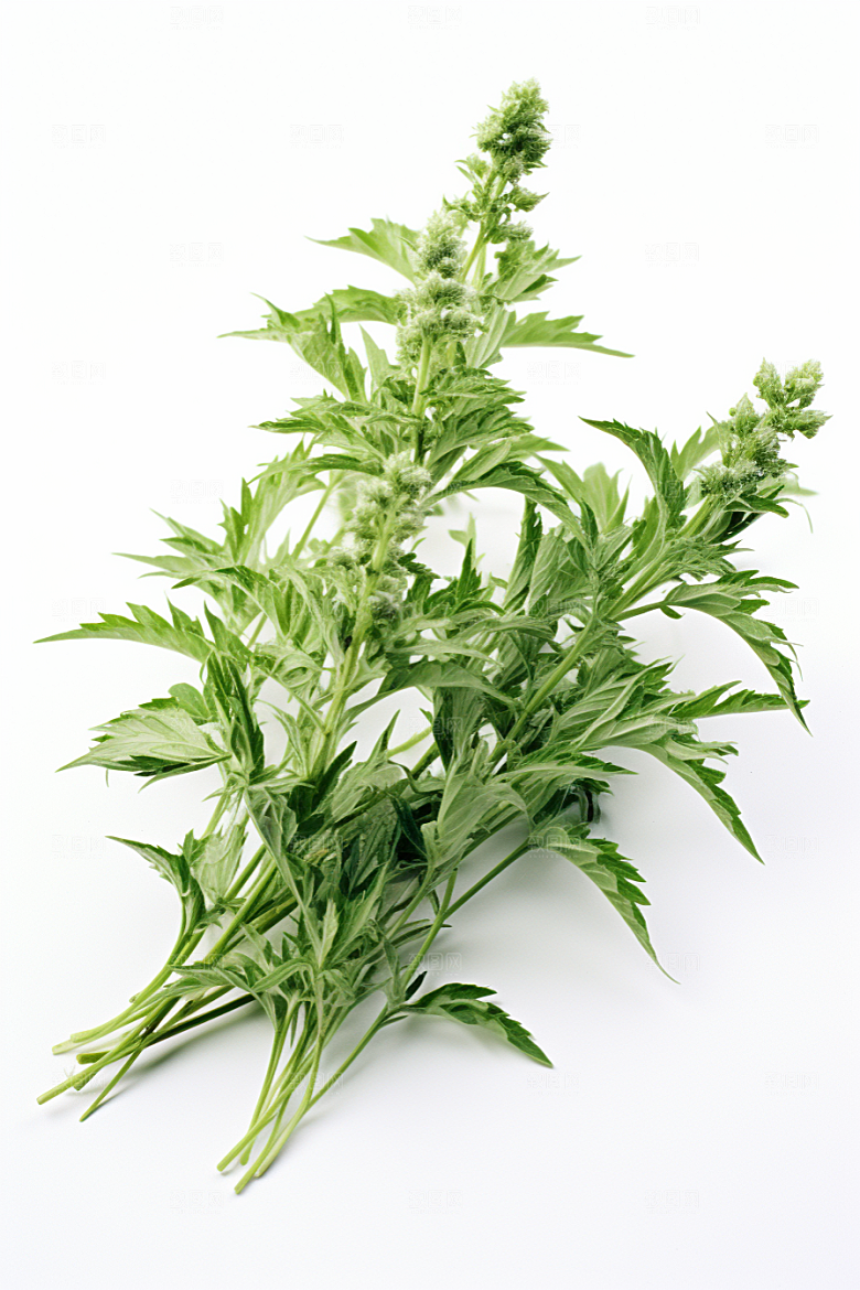 艾草糯叽叽蒿草摄影图