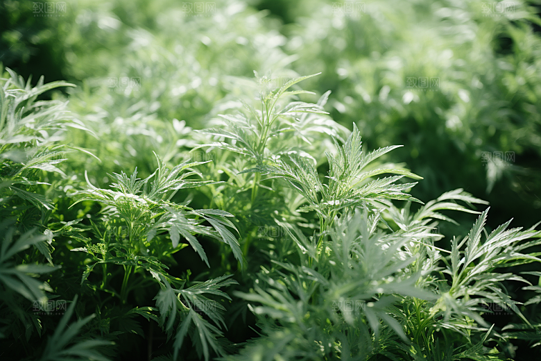 艾草高清清明摄影图