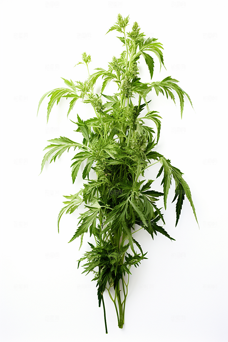 艾草艾叶蒿草摄影图