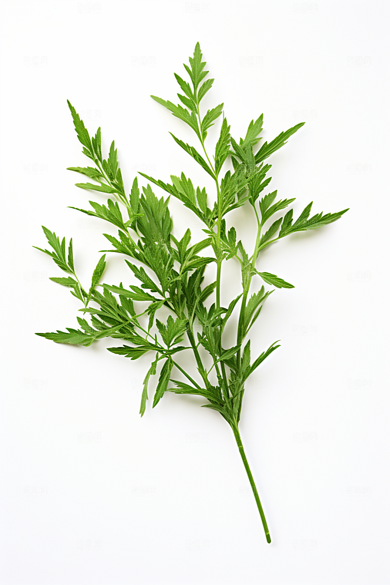 艾草蒿草高清摄影图