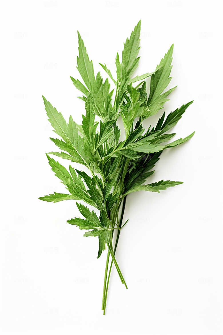 艾草清明蒿草摄影图