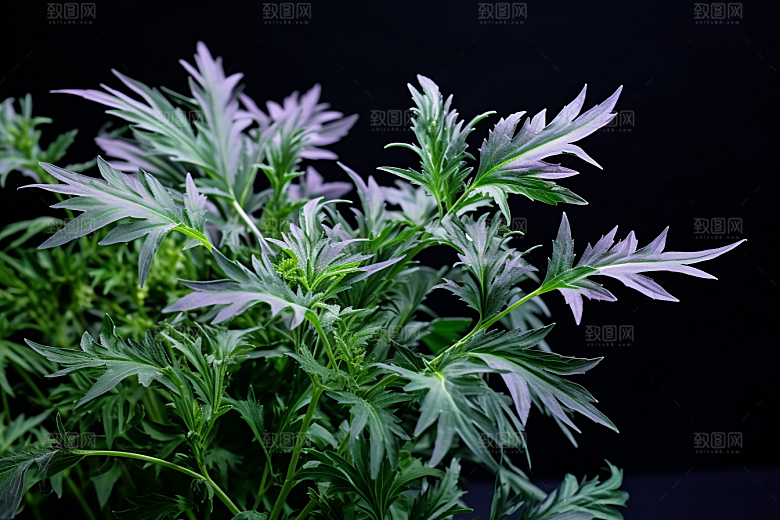 艾草蒿草传统文化摄影图