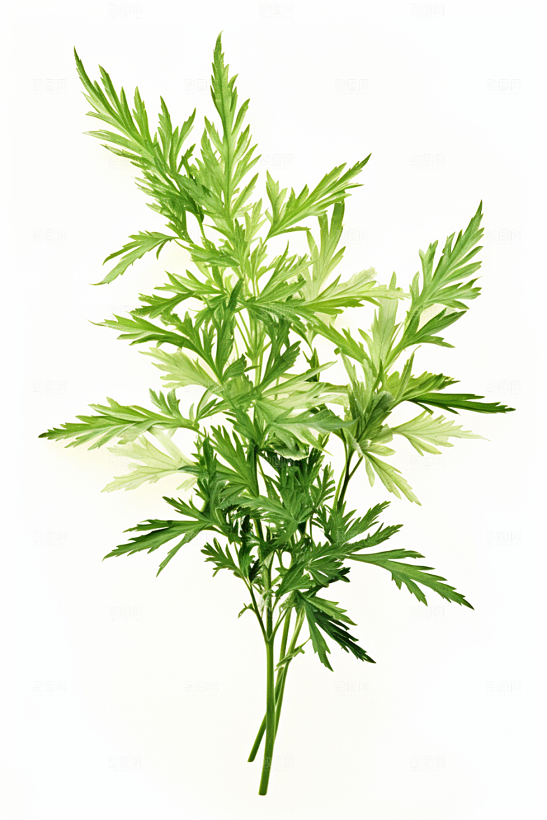艾草高清蒿草摄影图