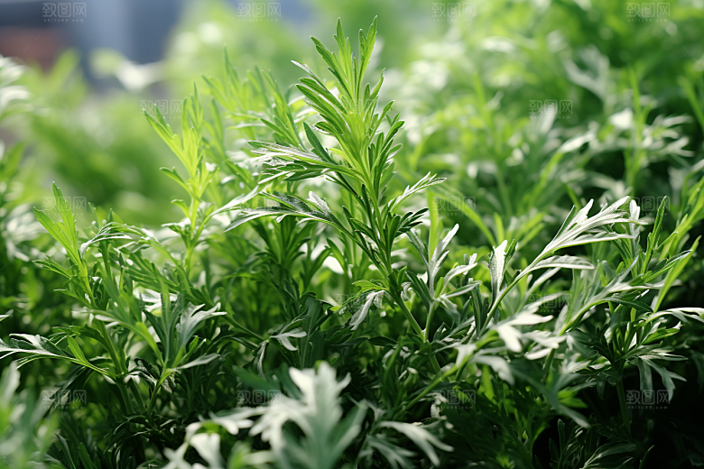 艾草美食艾叶摄影图