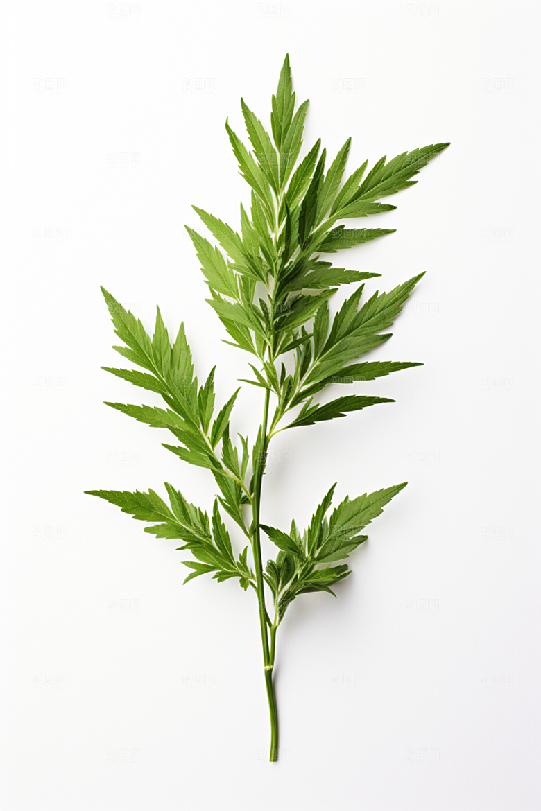 艾草艾叶美食摄影图