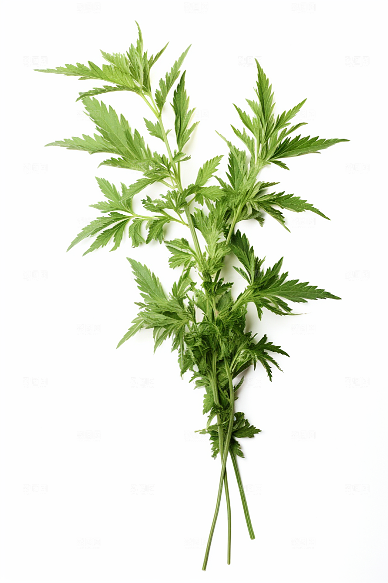 艾草高清传统文化摄影图