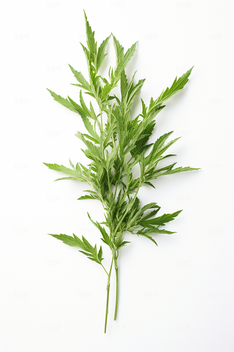 艾草蒿草传统文化摄影图
