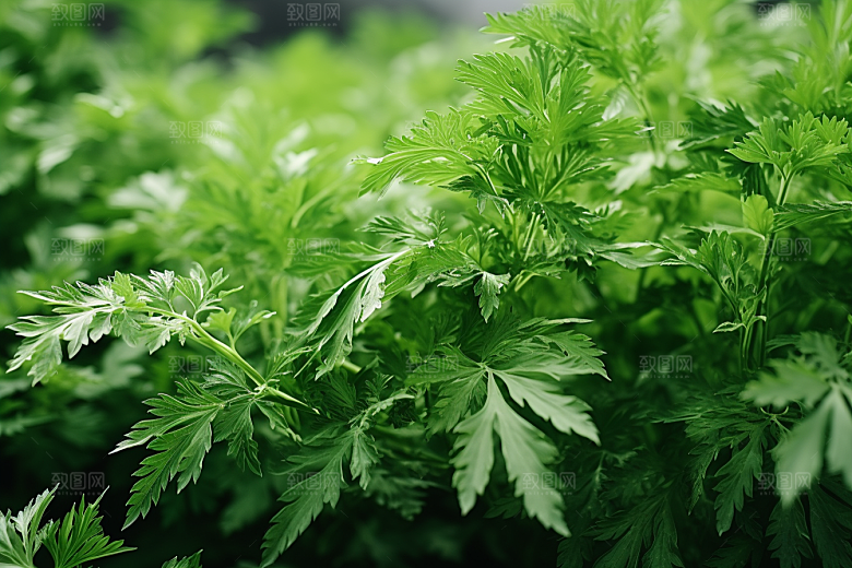 艾草蒿草青团摄影图