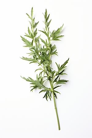 艾草艾叶高清摄影图