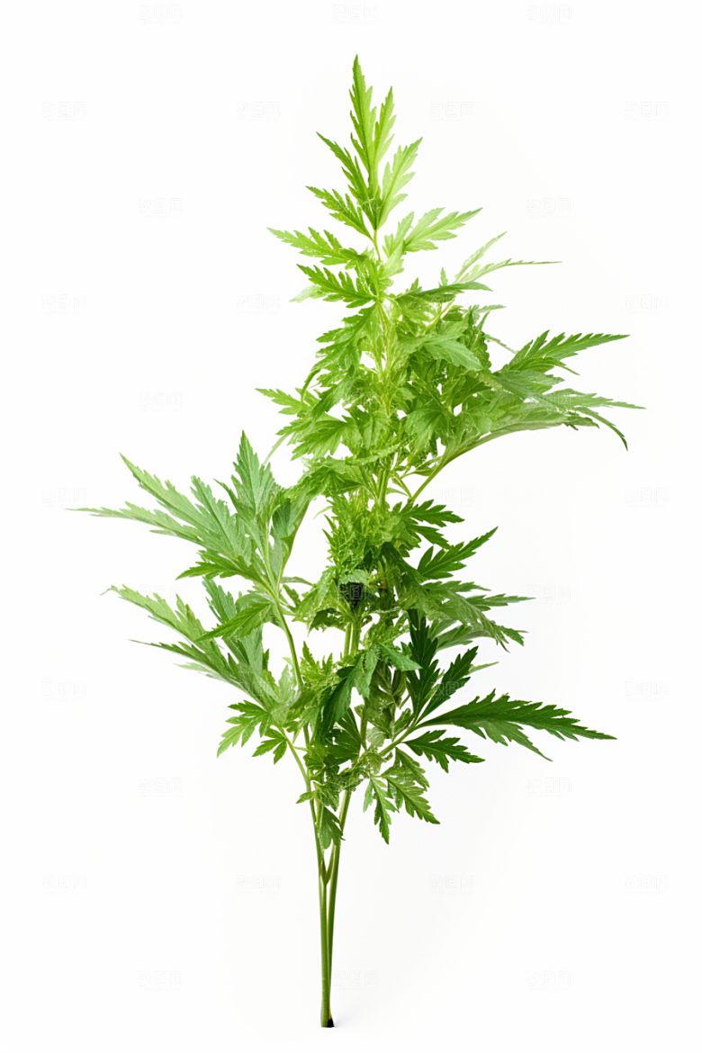 艾草蒿草青团摄影图