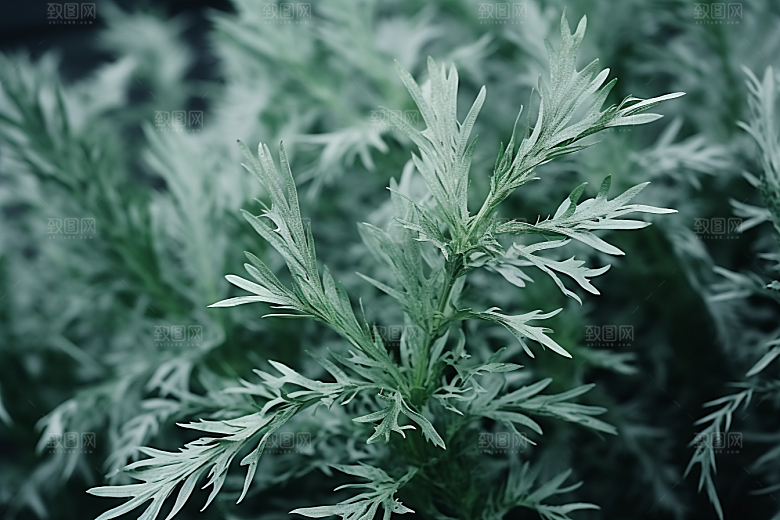 艾草中式糕点艾叶摄影图